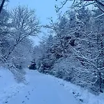 Leonard House In The Woods