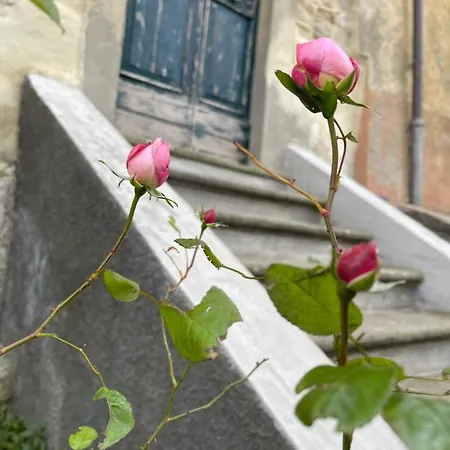 Leonard House In The Wood Chalet